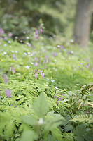 Pacific Bleeding Heart Trail Side