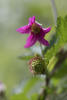 Salmonberry Fruit And Flower