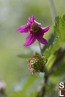 Salmonberry Fruit And Flower