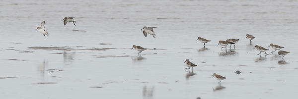 Sandpiper With Dunlin