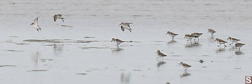 Sandpiper With Dunlin