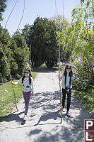 Walking With Japanese Knotweed Sticks