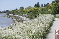 Wild Carrot Lining Path