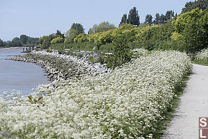 Wild Carrot Lining Path