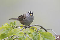 Single White Crown Sparrow