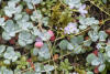 Small-leaved Blinks