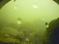 Rock Crab Walking Through