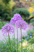 Allium Flowers Open