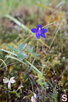 Larkspur Flower