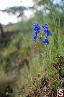 Larkspur On Slope