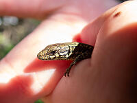 Lizard In Fingers