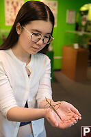 Nara With Stick Bug