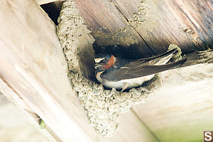 Cliff Swallow Sitting In More Full Nest