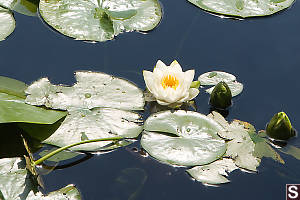 Lily Pads