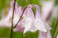 Pink Flowers