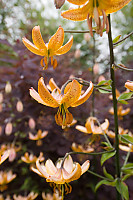 Lilies With Maple Behind