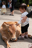 Nara With A Calf