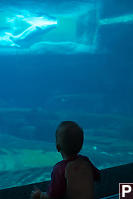 Claira Looking At Beluga