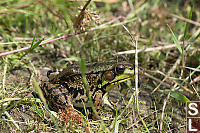 Green Frog In The Grass