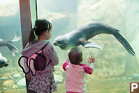 Nara And Claira With Northern Fur Seal