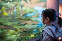 Nara Looking Into Artic Char Tank