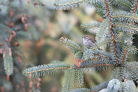 Chipping Sparrow