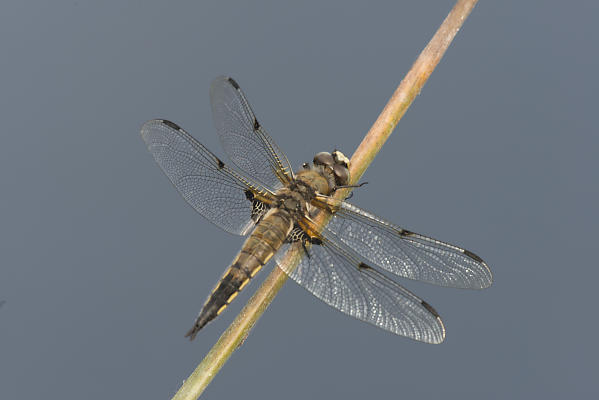 mainimage