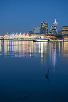 Great Blue Heron With City Behind