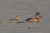 Pied Billed Grebe With Chick