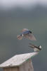 Tree Swallows Mating