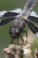 Focus Stacked Head And Torso