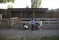 Goats In Pens