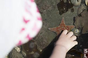 Leather Star In Water