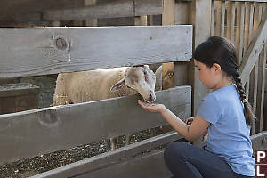 Nara Feeding Sheep