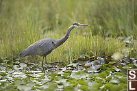 Great Blue Heron Walking Through Lily Pads