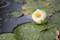 Single Water Lily