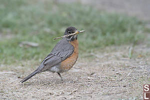 American Robin Collecting Nest Materials