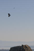 Butterflies From Top Of Mount Doug