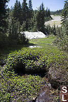 Deer Cabbage Covering Stream