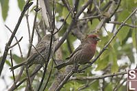 House Finch Pair