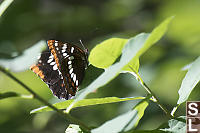 Lorquins Admiral