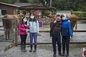 Masks And Cows