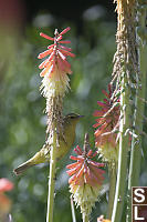 Orange Crowned Warbler On Red Hot Poker Hg