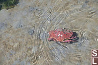 Red Rock Crab In Shallows