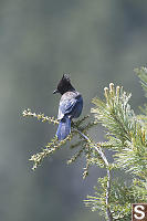 Stellars Jay Bending Tree