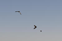 Swallowtail Flying After Other Butterflies