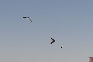 Swallowtail Flying After Other Butterflies