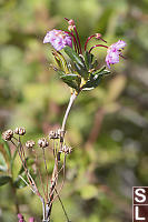 Swamp Laurel New Flowers