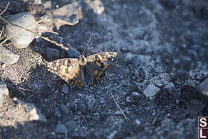Well Worn Painted Lady