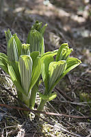 Young Hellebore